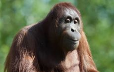 Dublin Zoo ‘deeply saddened’ as two animals die on the same night