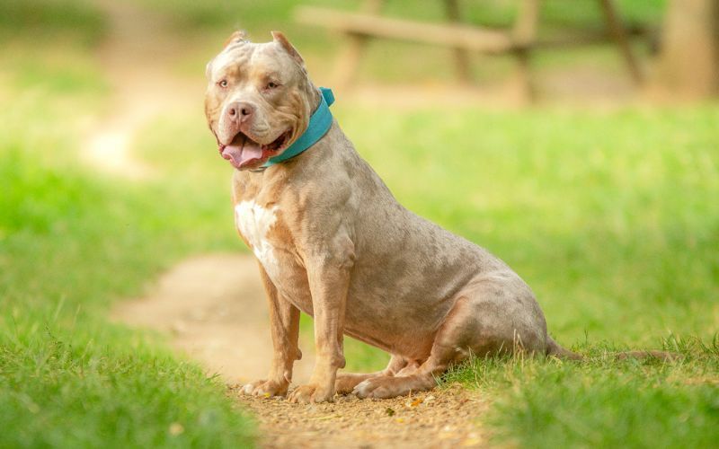 Timeline of when XL bully dogs will be banned in Ireland after spate of attacks