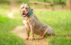 Timeline of when XL bully dogs will be banned in Ireland after spate of attacks