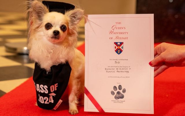Jodi the Chihuahua at the Queen\'s University Belfast graduation for pets.