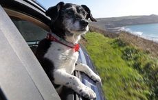 This stunning route is the best dog-friendly road trip in Northern Ireland