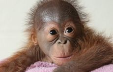 Dublin Zoo enlists help of breastfeeding Mums to encourage orangutan to bond with newborn