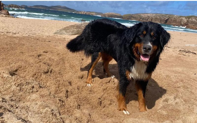 "Miracle" dog Mali missing for 2 weeks found on a cliff edge in Co Donegal