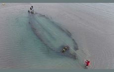 Mystery surrounding four historical shipwrecks washed up on Portmarnock Beach
