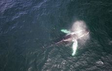 Ireland's little-known whaling history explored in new TG4 documentary