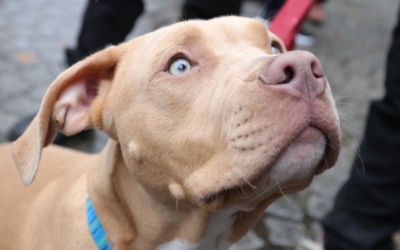 Ireland to ban ownership of XL Bully dogs from February