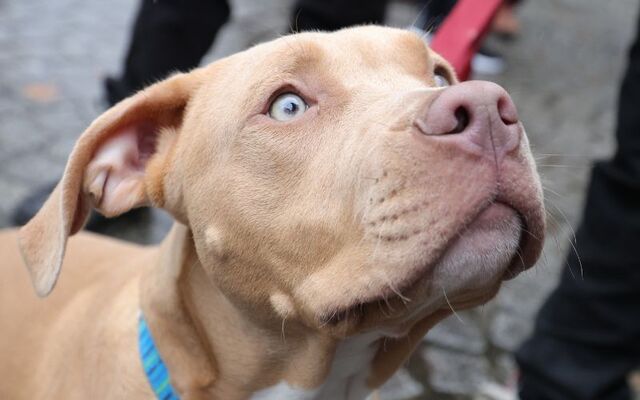 September 25, 2024: Malacki (XL Bully pup, 4 months) at St. Stephen\'s Green in Dublin where protesters and dog owners rallied against the upcoming ban on XL Bully dogs starting October 1, 2024.