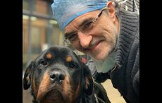 Irish Supervet praised by Meghan Markle for caring for her injured dog