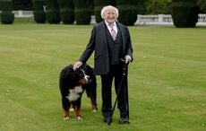 Misneach’s last hurrah — President Higgins’ beloved dog celebrates final birthday at the Áras