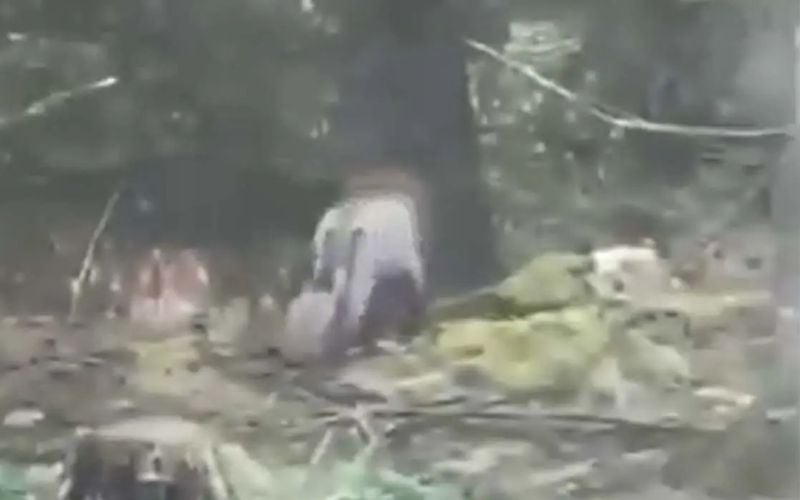 Police solve mystery of the "lion" spotted in Clare woods