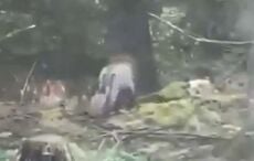 Police solve mystery of the "lion" spotted in Clare woods