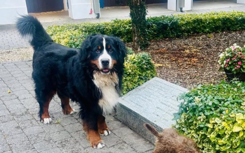 Michael D Higgins shares heartwarming post of Misneach enjoying last weeks at the Áras