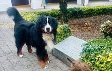 Michael D Higgins shares heartwarming post of Misneach enjoying last weeks at the Áras