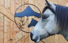 Connemara Pony Heritage Centre opens to cheers at Galway national park