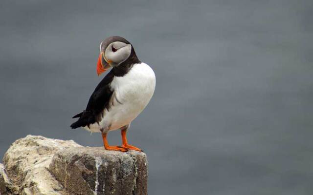 Atlantic puffin.