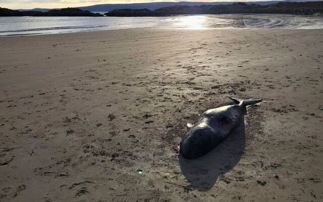 Narwhal on Sweet Nellies Beach, Greencastle, Co Donegal.