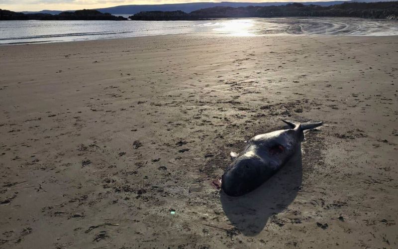 "Extraordinary" - Narwhal discovered on Donegal beach, first time recorded in Ireland
