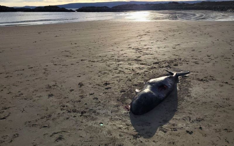 "Extraordinary" - Narwhal discovered on Donegal beach, first time recorded in Ireland