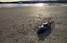 "Extraordinary" - Narwhal discovered on Donegal beach, first time recorded in Ireland