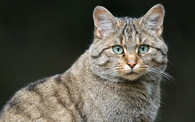 A recent archaeological discovery has confirmed that European wildcat (Felis silvestris) have lived in Ireland for more than 5,500 years.