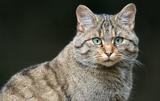 Archaeologist uncovers Ireland’s first known wildcat from 5,500 years ago