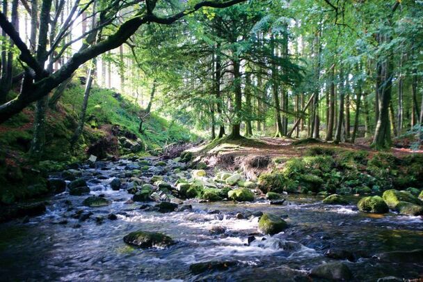 Tollymore Forest Game of Thrones-themed show, \"A Knight of the Seven Kingdoms,\" Park in County Down should be HIGH on your 26 things to do in 2026 list.