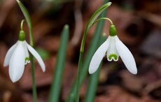 Snowdrop Month returns to Co Carlow's Altamont Gardens 