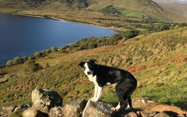 A hardworking sheepdog at Joyce Connemara Sheepdogs.
