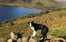 Meet Ireland’s hardest workers: The Border Collies of Connemara