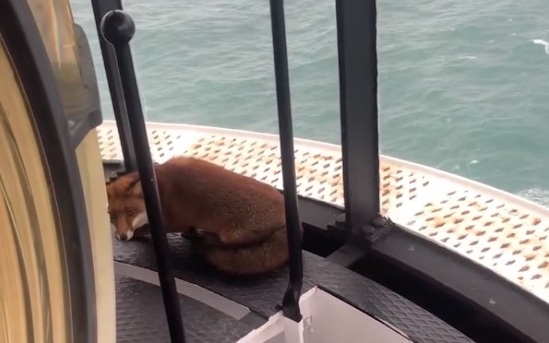 WATCH: Surprising moment fox is found hiding on top of lighthouse in Kinsale