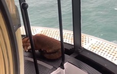 WATCH: Surprising moment fox is found hiding on top of lighthouse in Kinsale