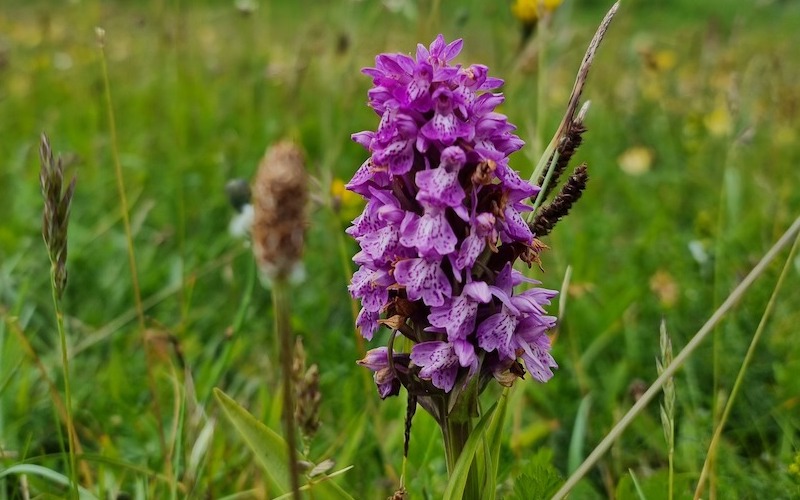 Ireland’s protected dunes are flourishing with the help of well-managed tourism