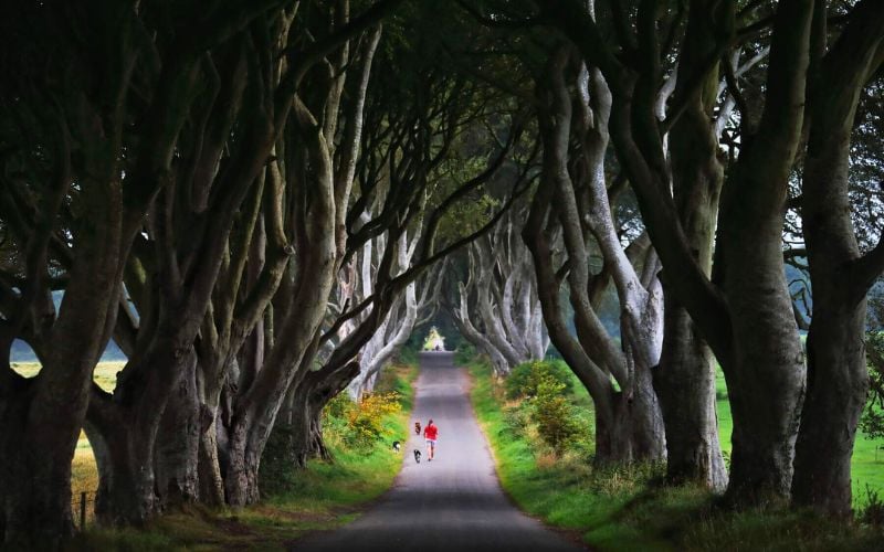 Northern Ireland's famous Dark Hedges enter "new era" with development plan
