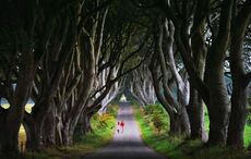 Northern Ireland's famous Dark Hedges enter "new era" with development plan