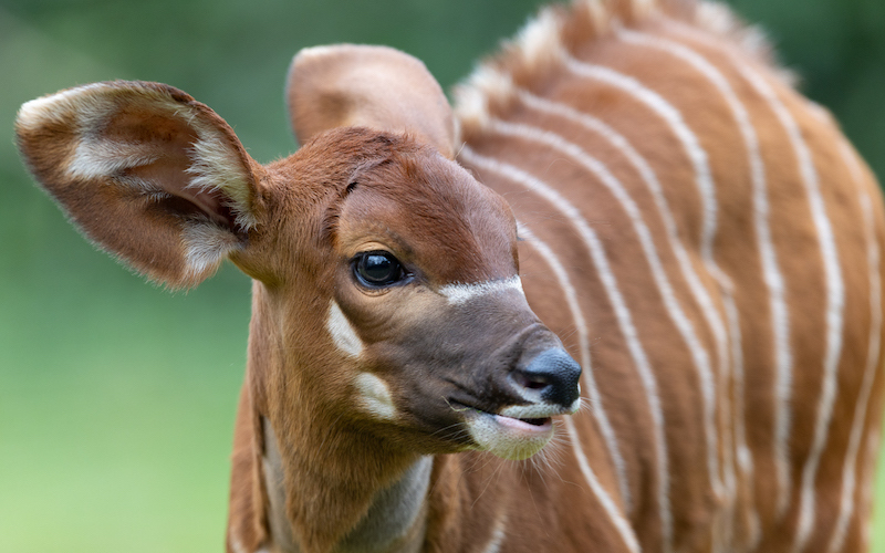 Dublin Zoo reveals birth of 'critically endangered' bongo calf