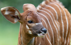 Dublin Zoo reveals birth of 'critically endangered' bongo calf