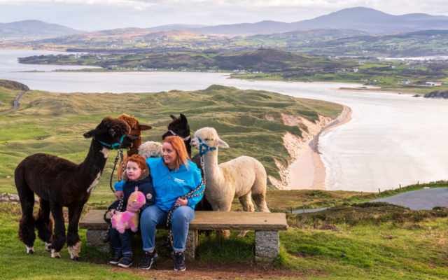 Wild Alpaca Way, Malin Head, Co Donegal