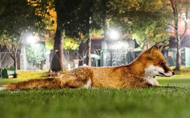 Sam the beloved fox at Trinity College Dublin has passed away after an injury