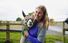 Are these the world's cutest therapists? Meet the alpacas spreading joy in Co Wicklow