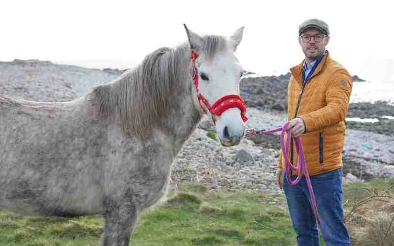Popularity of Connemara pony in Irish society explored in new TG4 series