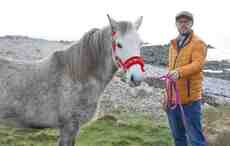 Popularity of Connemara pony in Irish society explored in new TG4 series