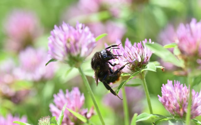 Dublin Bus staff  have set up bee hives at the Phibsborough and Broadstone depots.