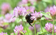 A bee-line into town! Dublin Bus is a hive of activity…