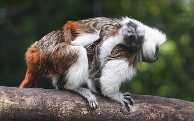 A cotton-top tamarin baby is the newest arrival at the Belfast Zoo.