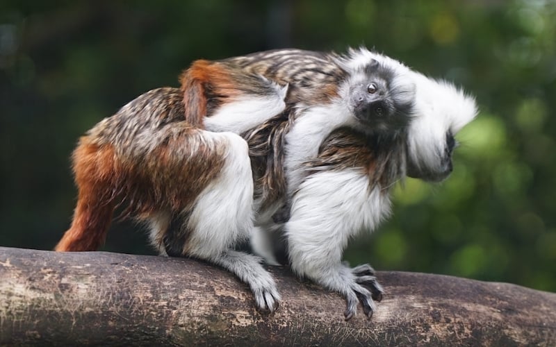 Baby boom as Belfast Zoo welcomes rare new arrivals