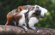 Baby boom as Belfast Zoo welcomes rare new arrivals
