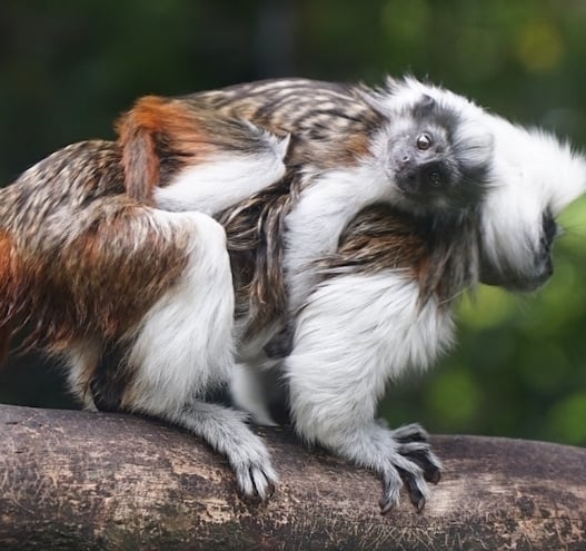 Baby boom as Belfast Zoo welcomes rare new arrivals
