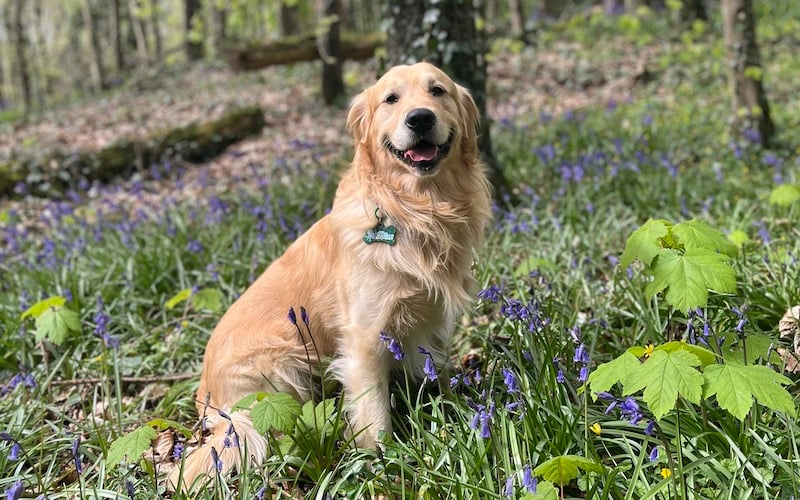 Final 32 pets selected for the 2025 Nose of Tralee competition