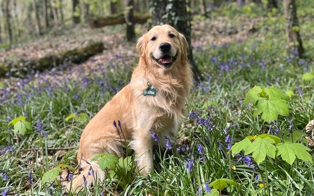 Binx from County Armagh, one of the finalists in the 2025 Nose of Tralee competition.