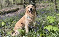 Final 32 pets selected for the 2025 Nose of Tralee competition